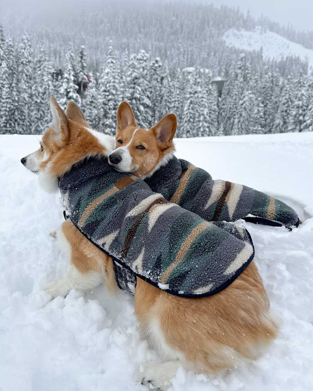 ALTERNATE VIEW OF WYETH TRAIL PET COAT IN OXFORD image number 1