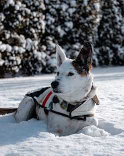 GLACIER NATIONAL PARK PET VEST image number 1