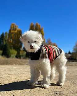 ALTERNATE VIEW OF ACADIA NATIONAL PARK DOG VEST IN ACADIA image number 1
