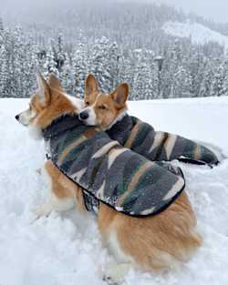 ALTERNATE VIEW OF WYETH TRAIL PET COAT IN OXFORD image number 1