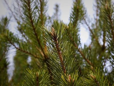 Tannenbäume im Netz AVV 200201 Resourcify Abfallverzeichnis
