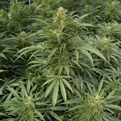 Cannabis Explorations