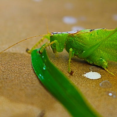 JavaMadeTranquil