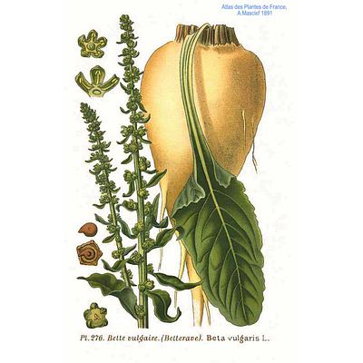The Sugar Beet: Applied MPC