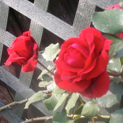 Red Rose