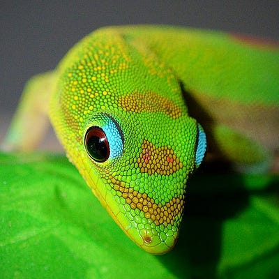 Mental Gecko