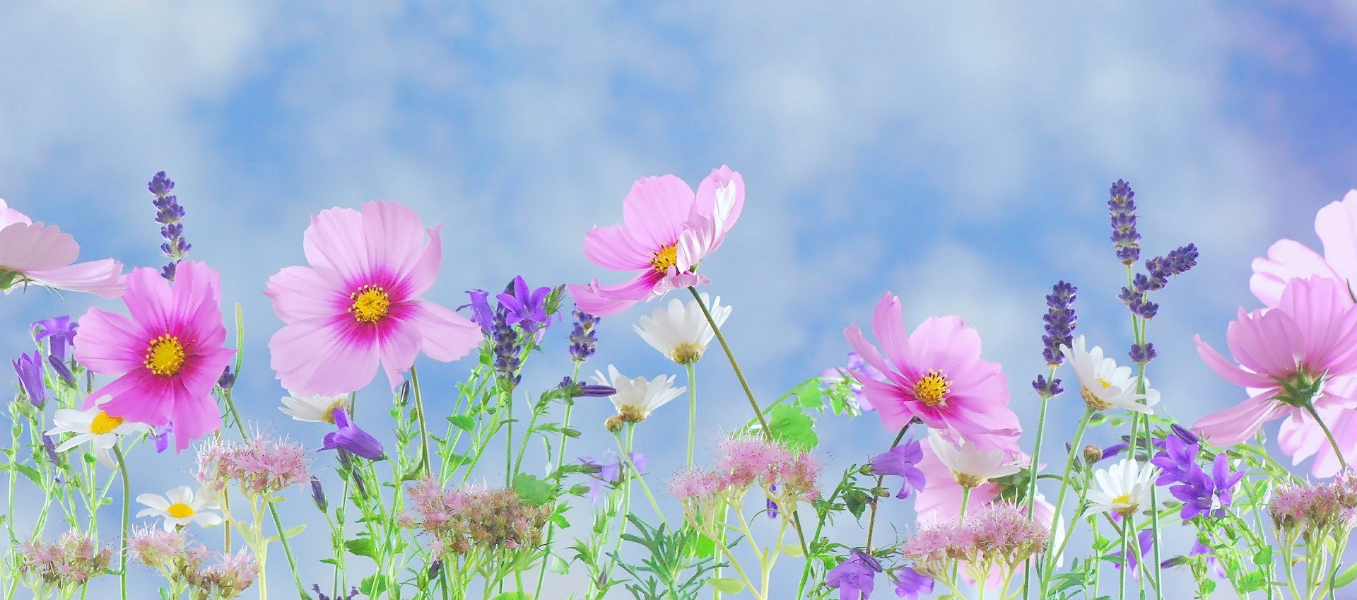 a meadow of wildflowers dancing in the sun
