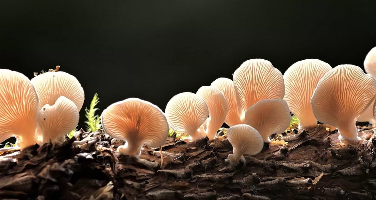 mushrooms-148056f8-f3c3-41e5-b80e-79d1cf0cd22f
