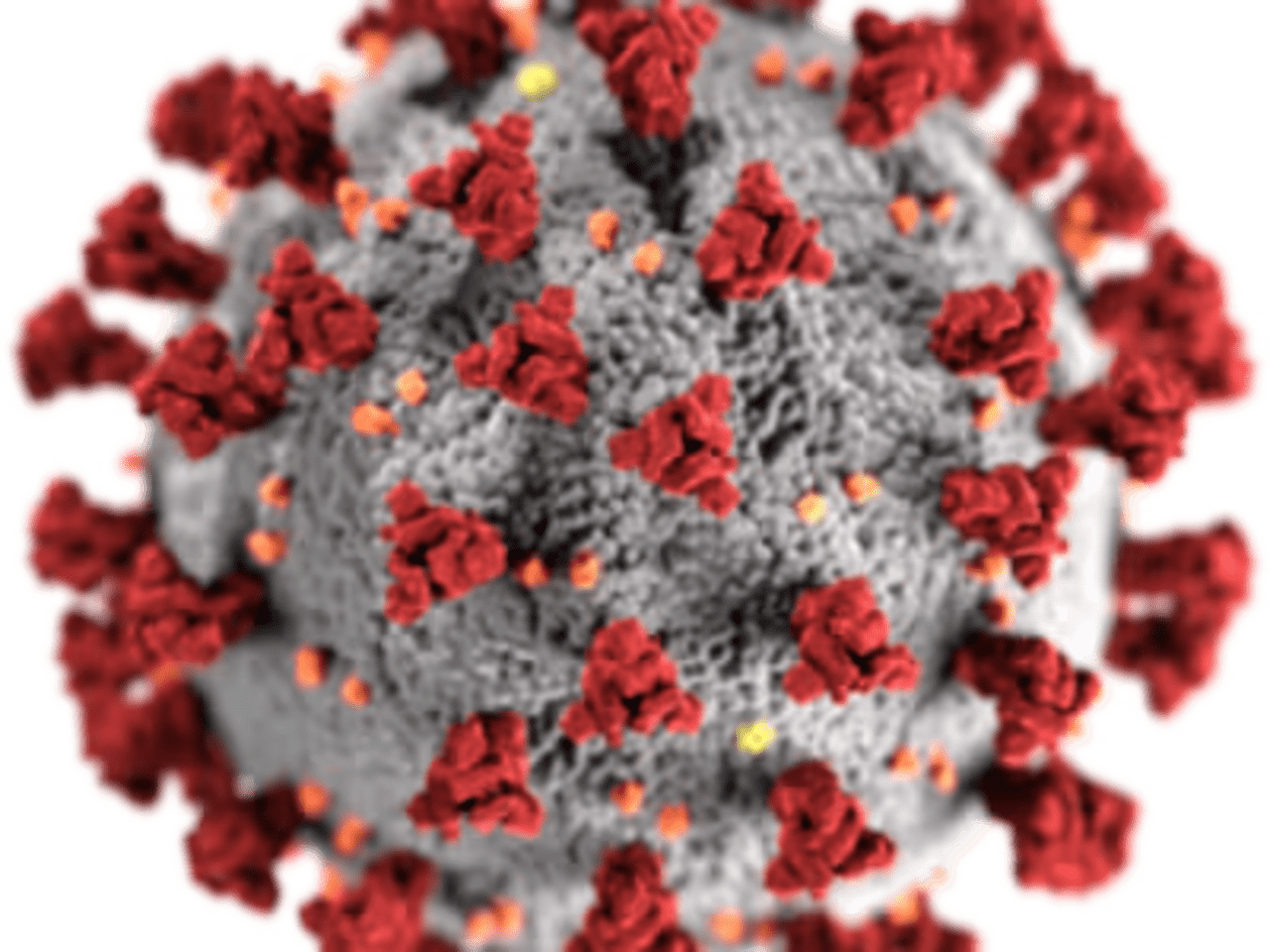 SARS-CoV-2_without_background-e1733993519208