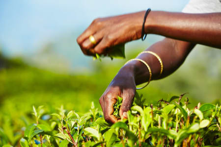 Hands of women working on a tea plantation