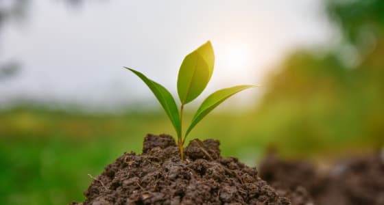 Small tree planted in a lump of soil