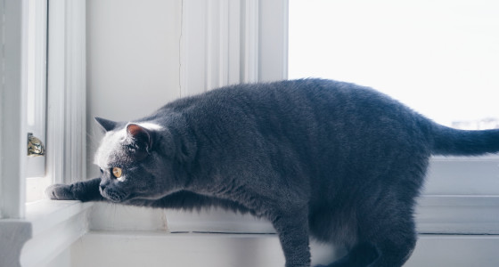 4 important lessons cats teach us about planning for the future