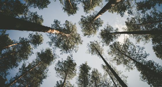 Trees photographed from below, with the sky in the background