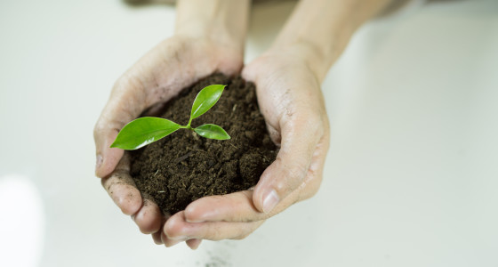 Woman holding soil growing small plant.