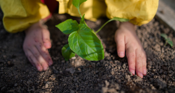 Planting.