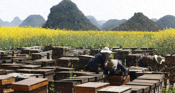 Bee hives.