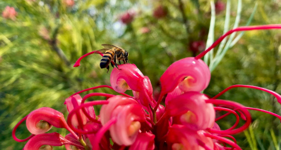 A honey bee on a red flower.