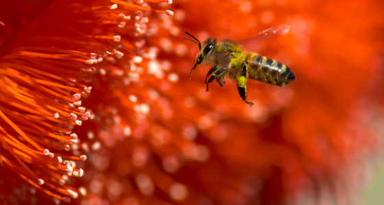 Bee on a red flower.