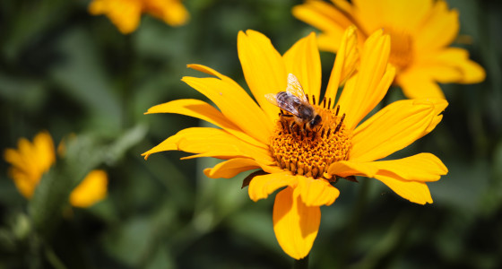 Bee on a yellow flower.