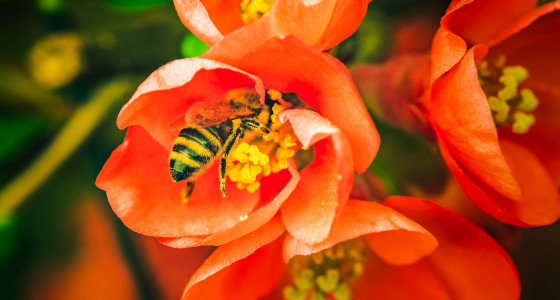 A honeybee collecting nectar from a red flower.