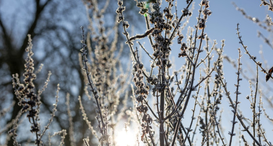 Delicate wild plant covered in ice cystals with the morning sun shining.