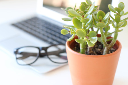 Laptop with glasses and small plant next to it