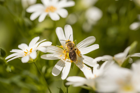 Bee on top of white flower, in a field.