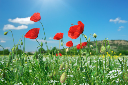 Green field with red poppy flowers, and a bee flying.