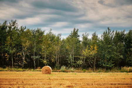 Yellow field, with a single hay bale, against treeline.