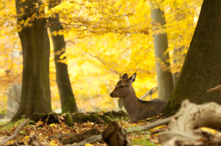 Yellow leave trees, with a fallow deer laying down.