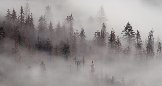 Mountain trees shrouded in fog