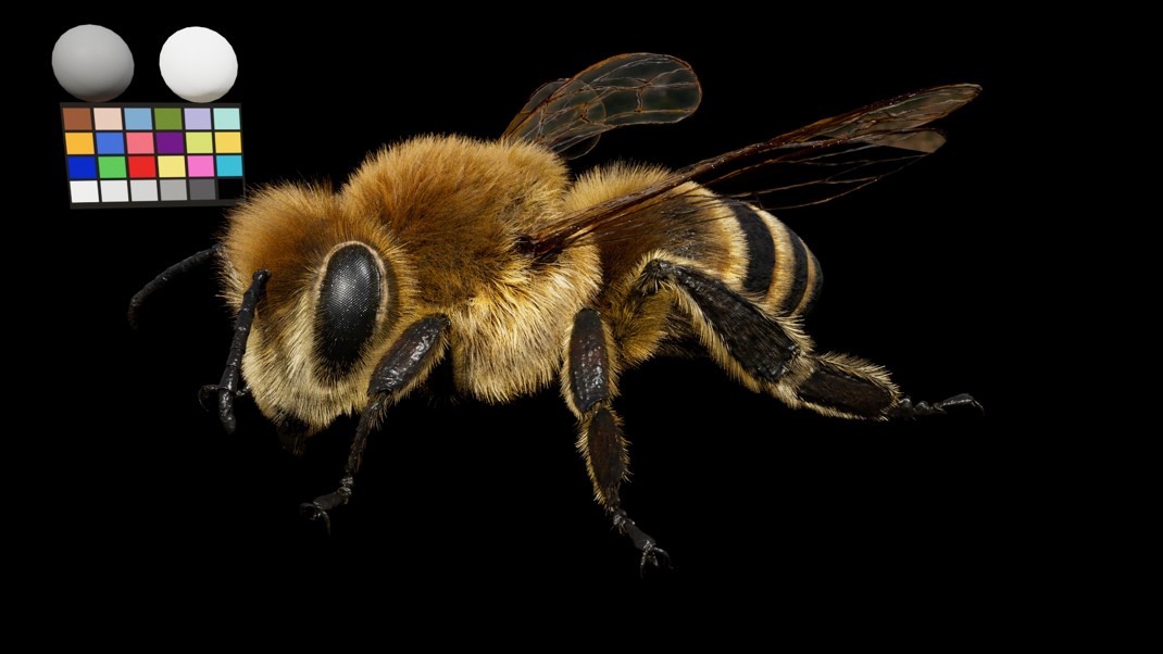 Animated bee