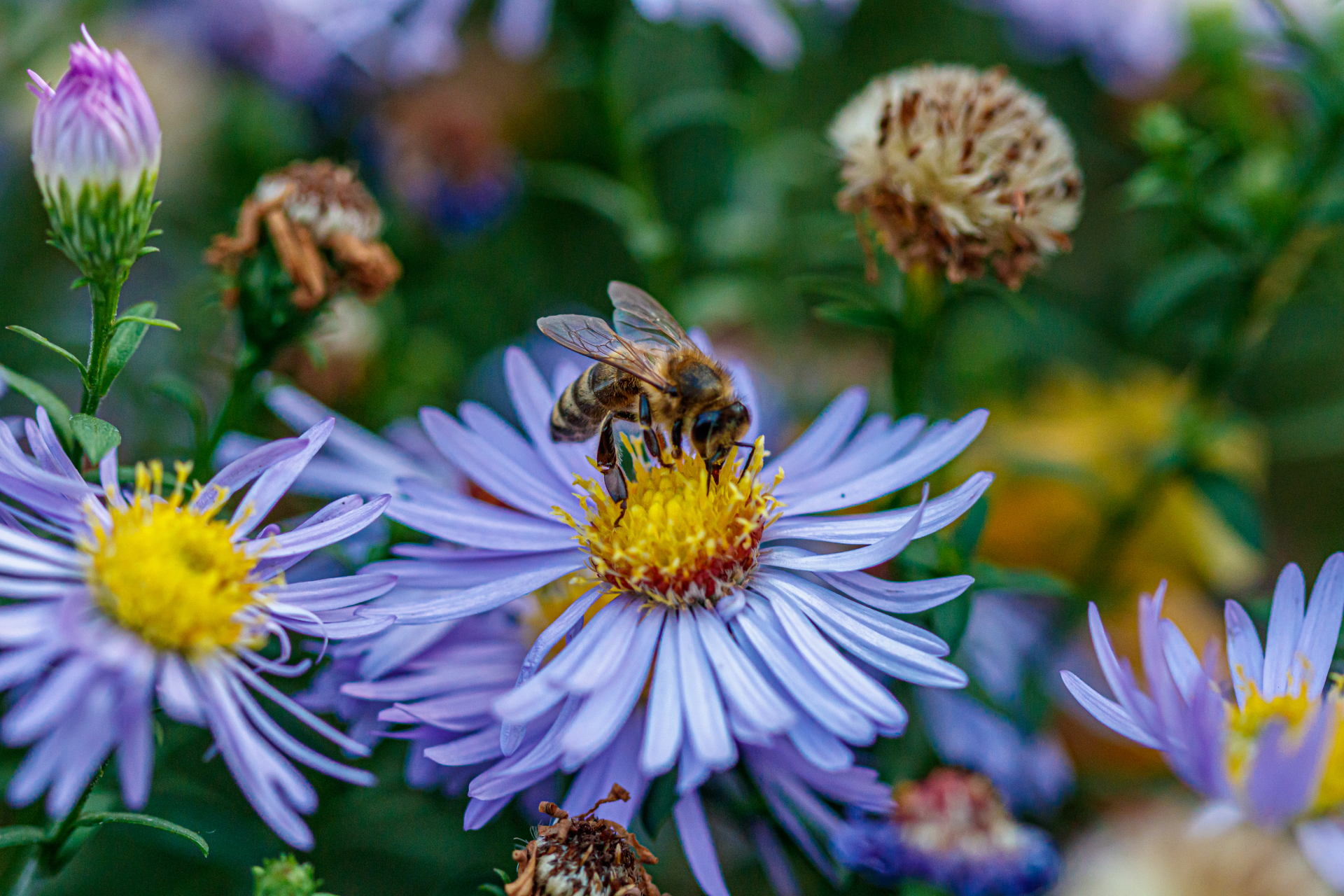 Flowers on which a wasp sits