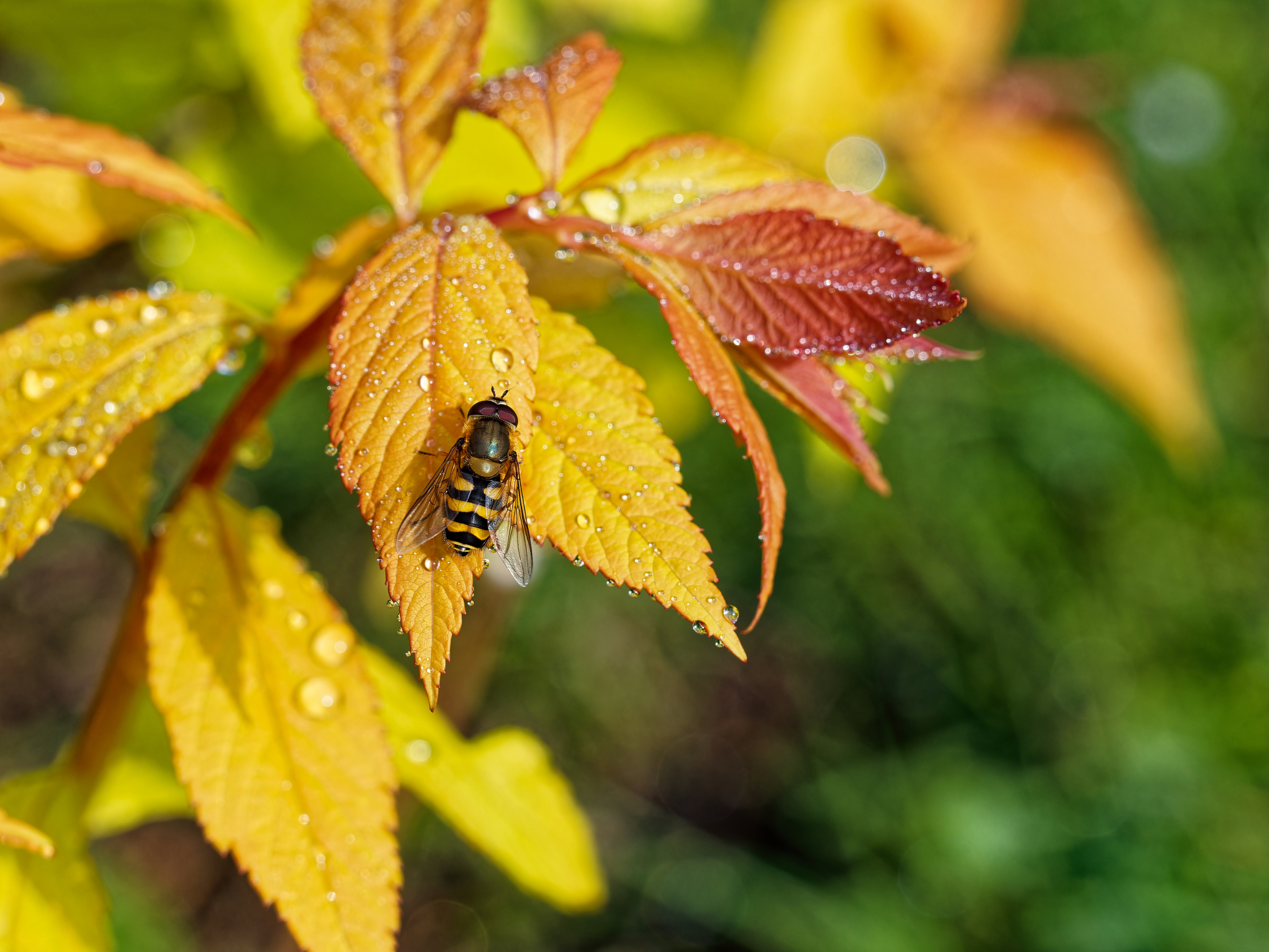 Global investment market summary October 2025