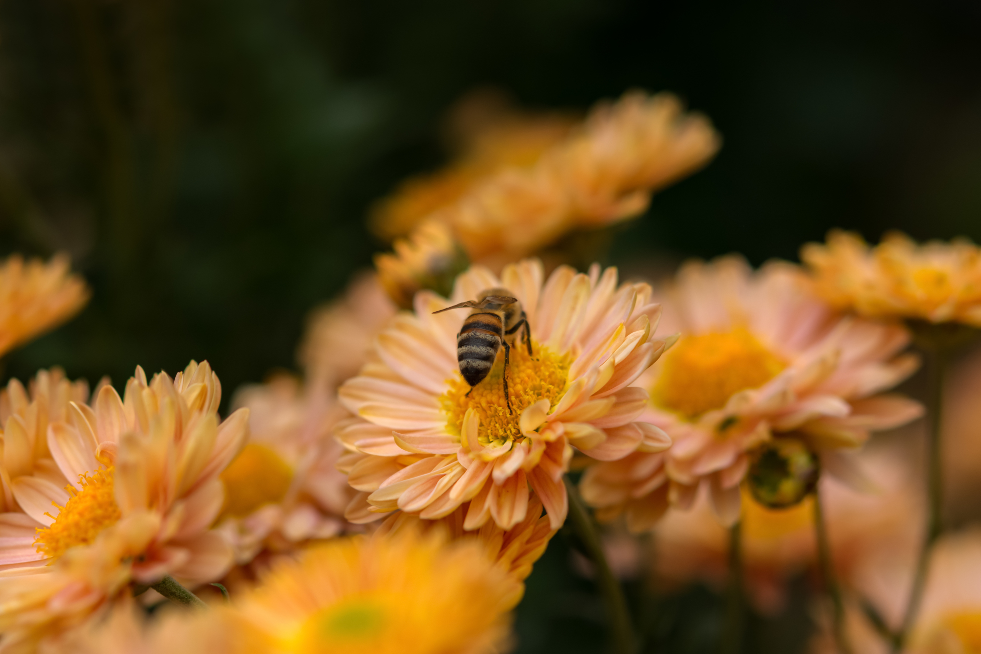 Flowers on which a wasp sits