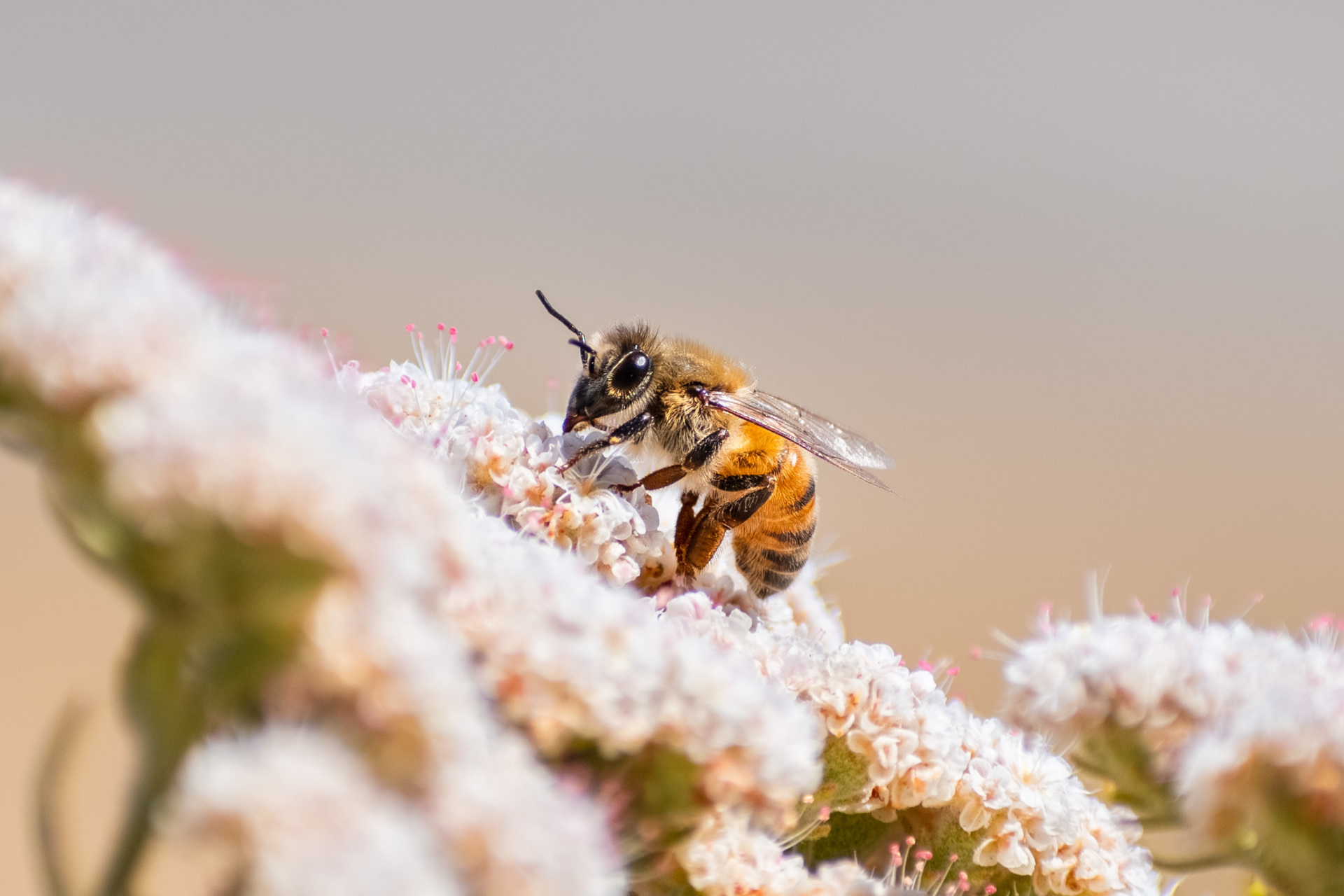 Wasp sitting on flowers
