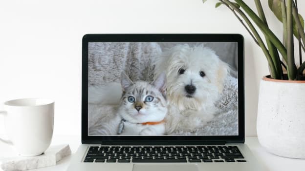 Watching coworkers pets curtails work stress for remote workers: Report