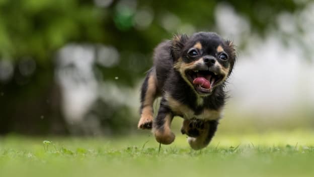 Pets are the happiest about remote work, finds Qualtrics survey Pets are the happiest about remote work, finds Qualtrics survey