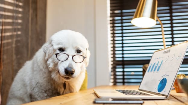 Are pet-friendly workplaces a vital boost for employee well-being?