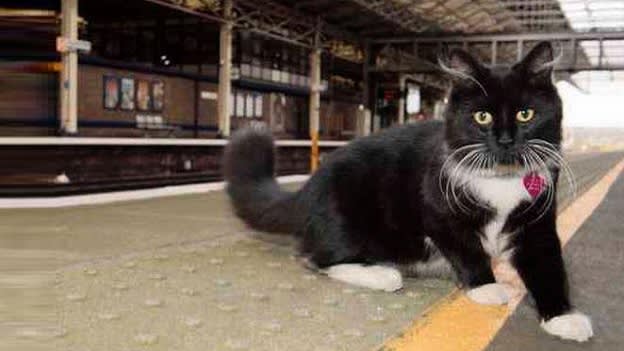 Oh Meow! A cat gets promoted in a rail company