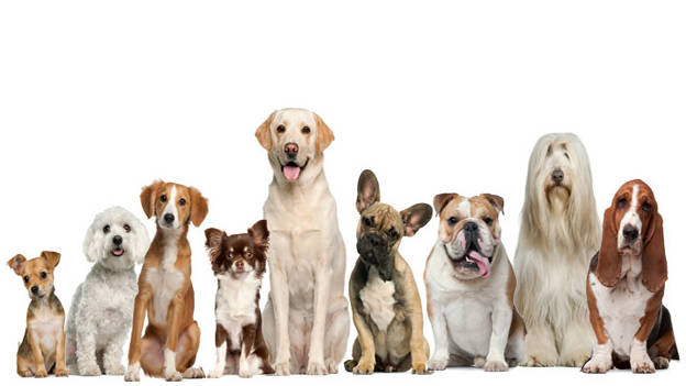 Animals beyond Pets: As employees and engagers