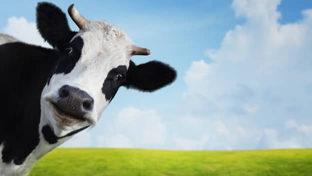 How many cows are there in Canada, asks a leading recruiter