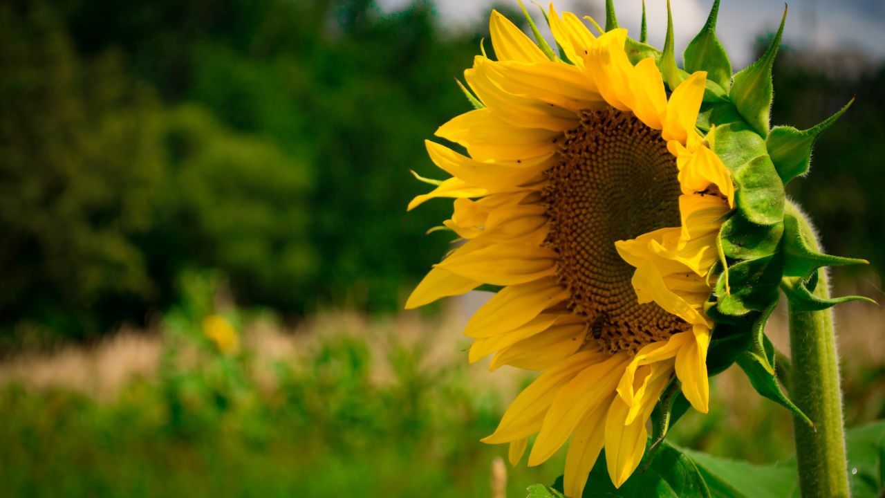 A sunflower photographed through a wide aperture, so that the background is blurred