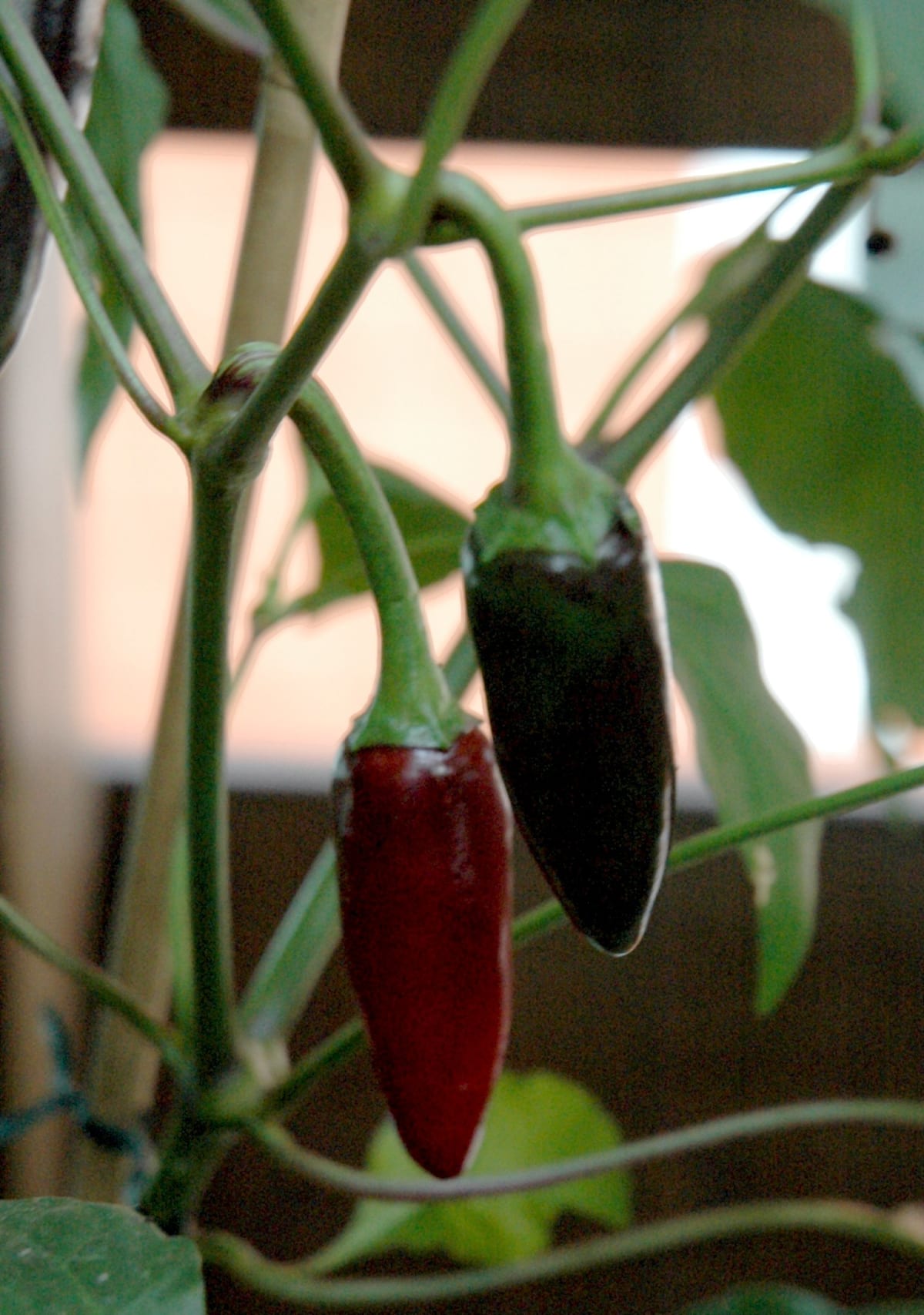 Ripe and unripe fruit of Capsicum annuum variety 'Black Hungarian'