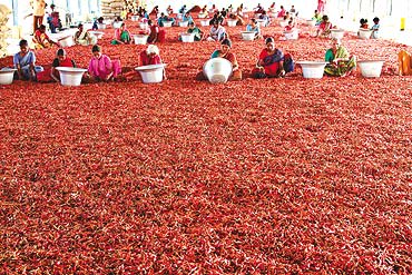 Andhra Chillis