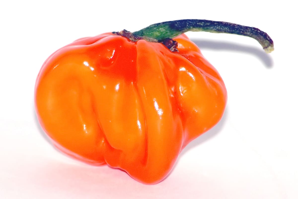 This image shows a Habanero chile, which is the most intensely spicy chile pepper of the Capsicum genus. Most habaneros rate 200,000–300,000 Scoville heat units (SHU), and the Red Savinas variety, at 580,000 SHU, holds the record for being the "World's Hottest Spice".