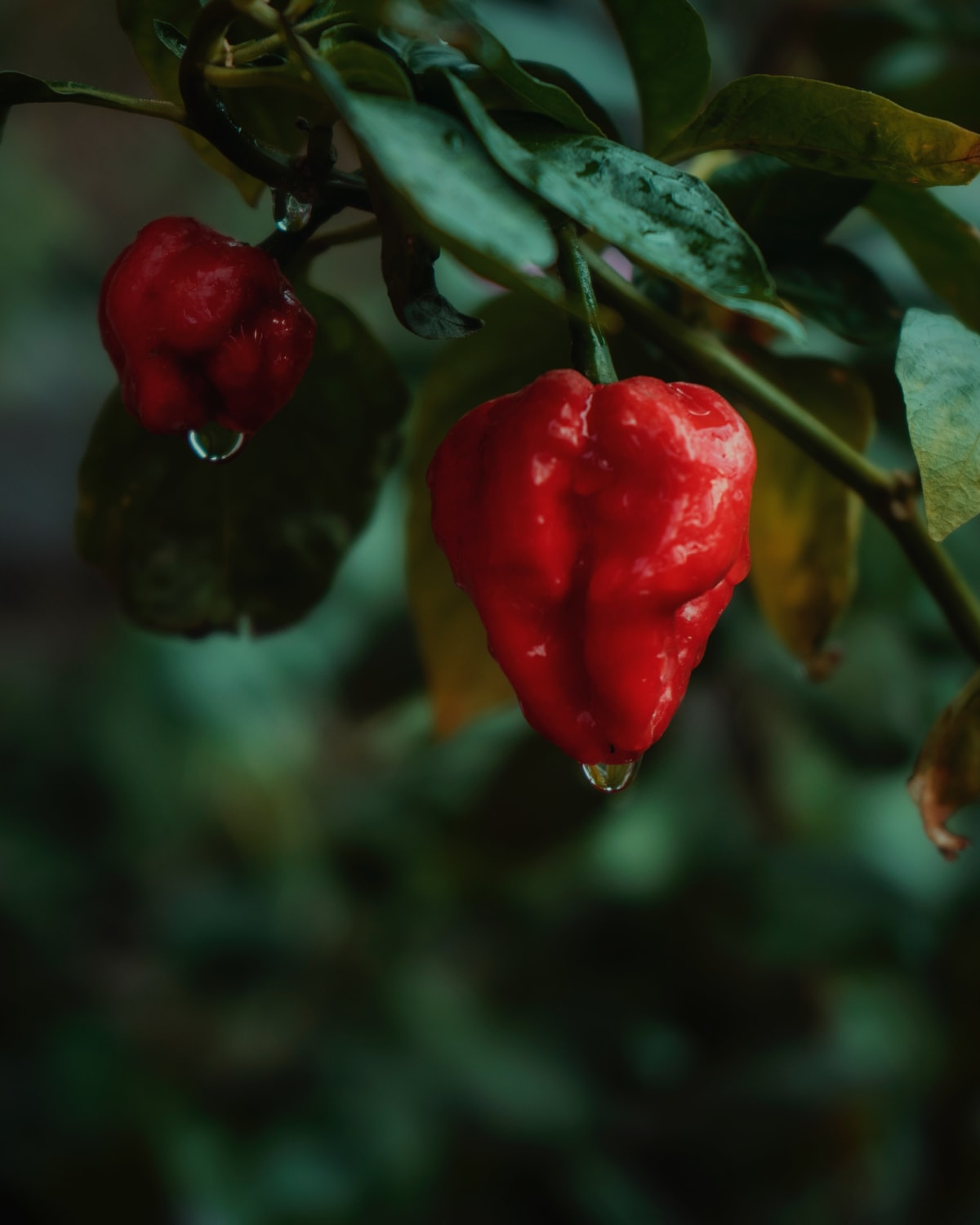 Naga Viper pepper hanging from plant