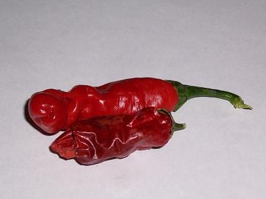 Image of a chilli pepper