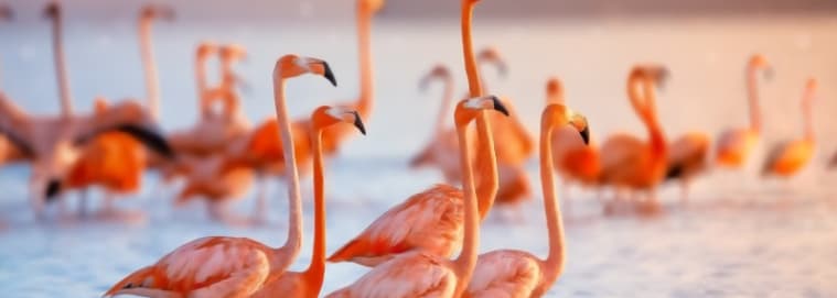 MEXIQUE | Yucatan - Balade Yucatèque avec extension à Cancun dès 2079 € / personne