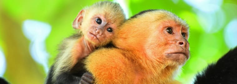 COSTA RICA | De San José à Manuel Antonio - Autotour à la découverte du Costa Rica à partir de 2529 € / personne